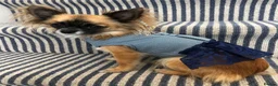 Chihuahua dogs for sale: Longhaired chihuahua puppies - Advert 34