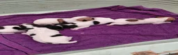 Jack Russell dogs for sale: Jack Russell puppies, full pedigree  - Advert 21