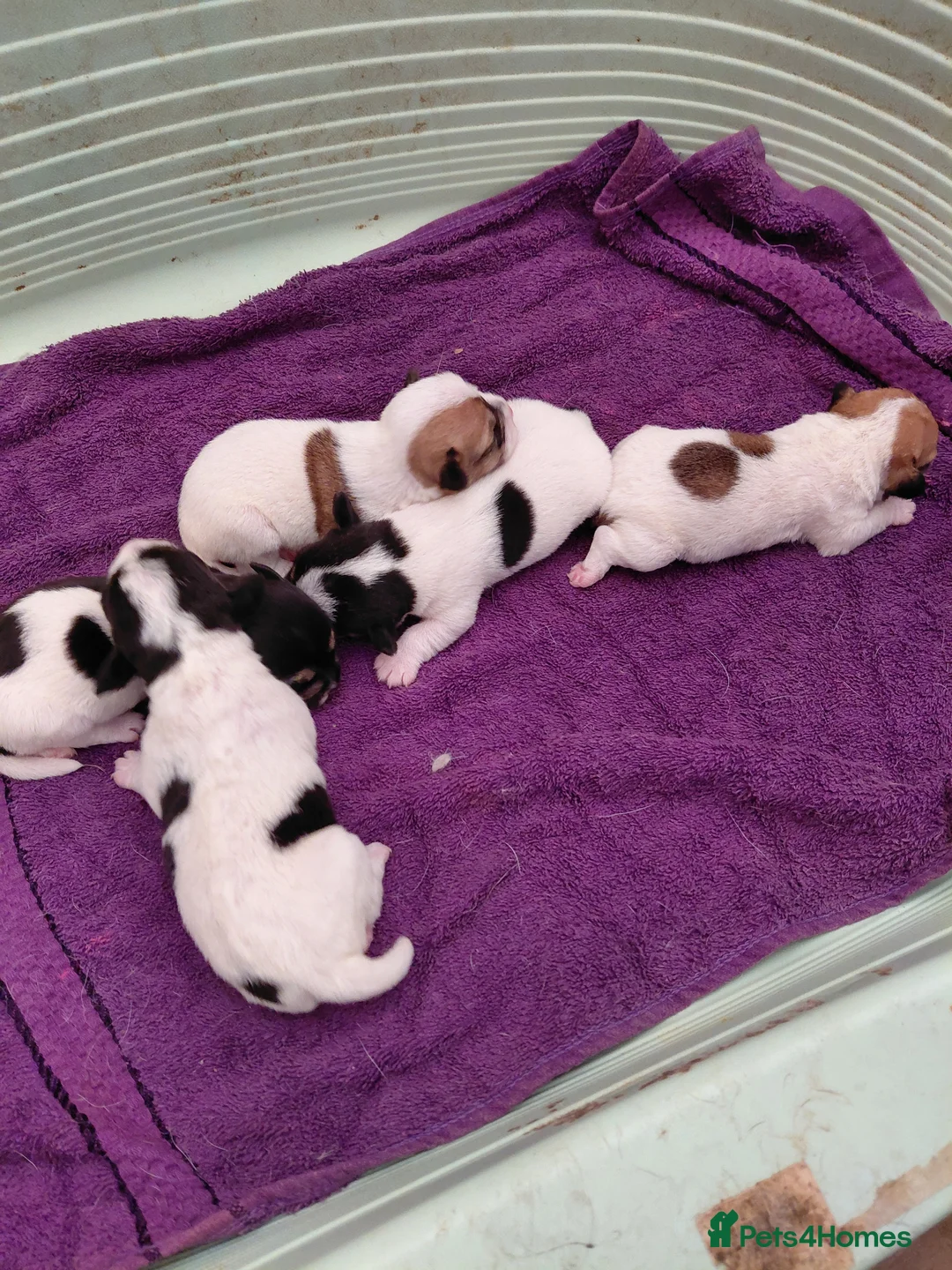 Jack Russell dogs for sale: Jack Russell puppies, full pedigree  - Advert 21