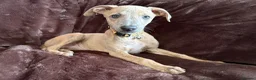 Whippet dogs for sale: Beautiful KC Registered Whippets  - Advert 13