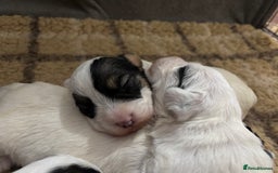Sealyham Terrier dogs for sale: Stunning Sealyham Terriers  - Image 4