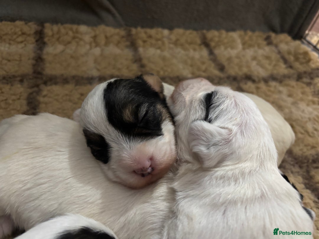 Sealyham Terrier dogs for sale: Stunning Sealyham Terriers  - Image 4