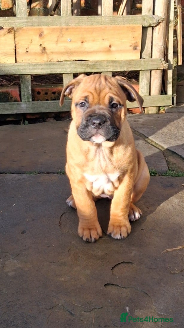 English Bulldog dogs Beautiful bulldog x rotty mastiff - Advert 11