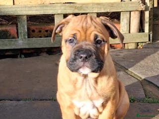 English Bulldog dogs Beautiful bulldog x rotty mastiff - Advert 2