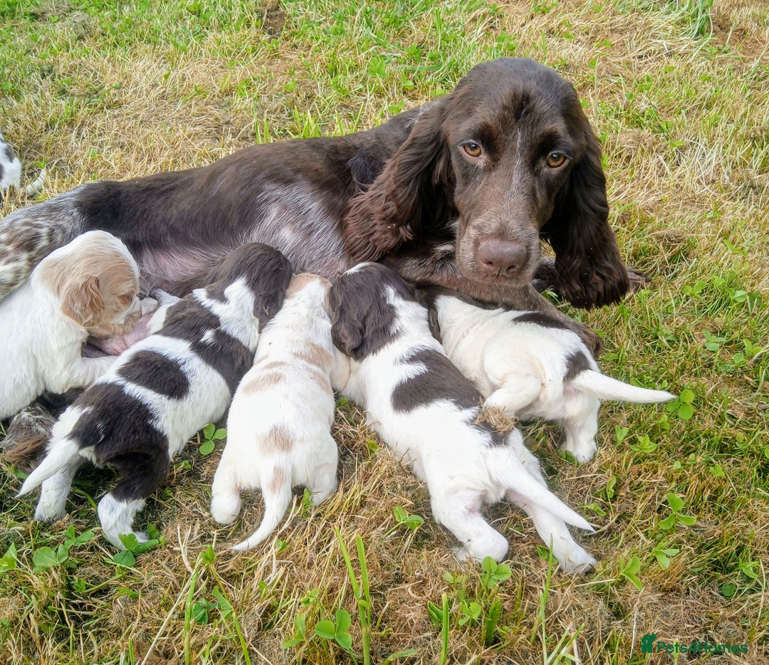 Sprocker dogs for sale: Beautiful f2 sprockers - Image 31