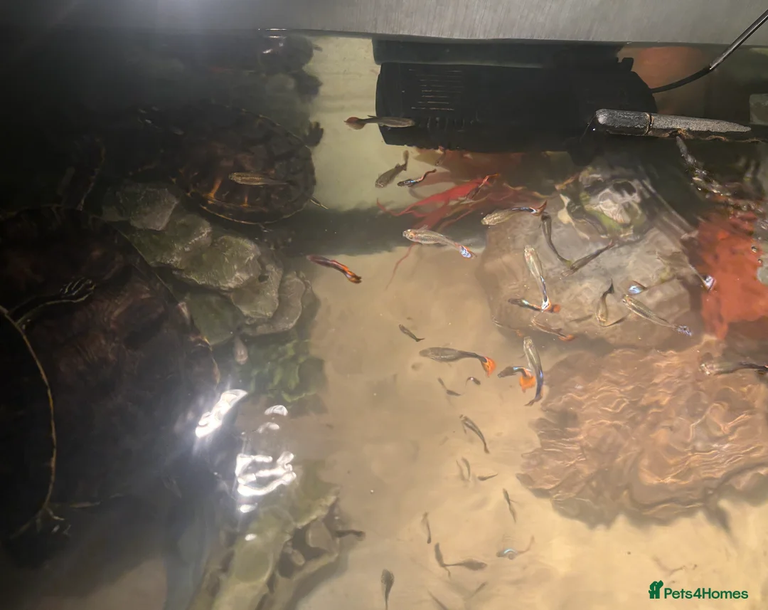 Other/Mixed Breed fish for sale: Guppies for sale in Swanley - Advert 2