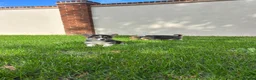 Welsh Corgi Pembroke dogs for sale: Welsh Pembroke corgi - Advert 3