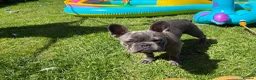 French Bulldog dogs for sale: 6 month old French bulldog male for sale - Advert 2