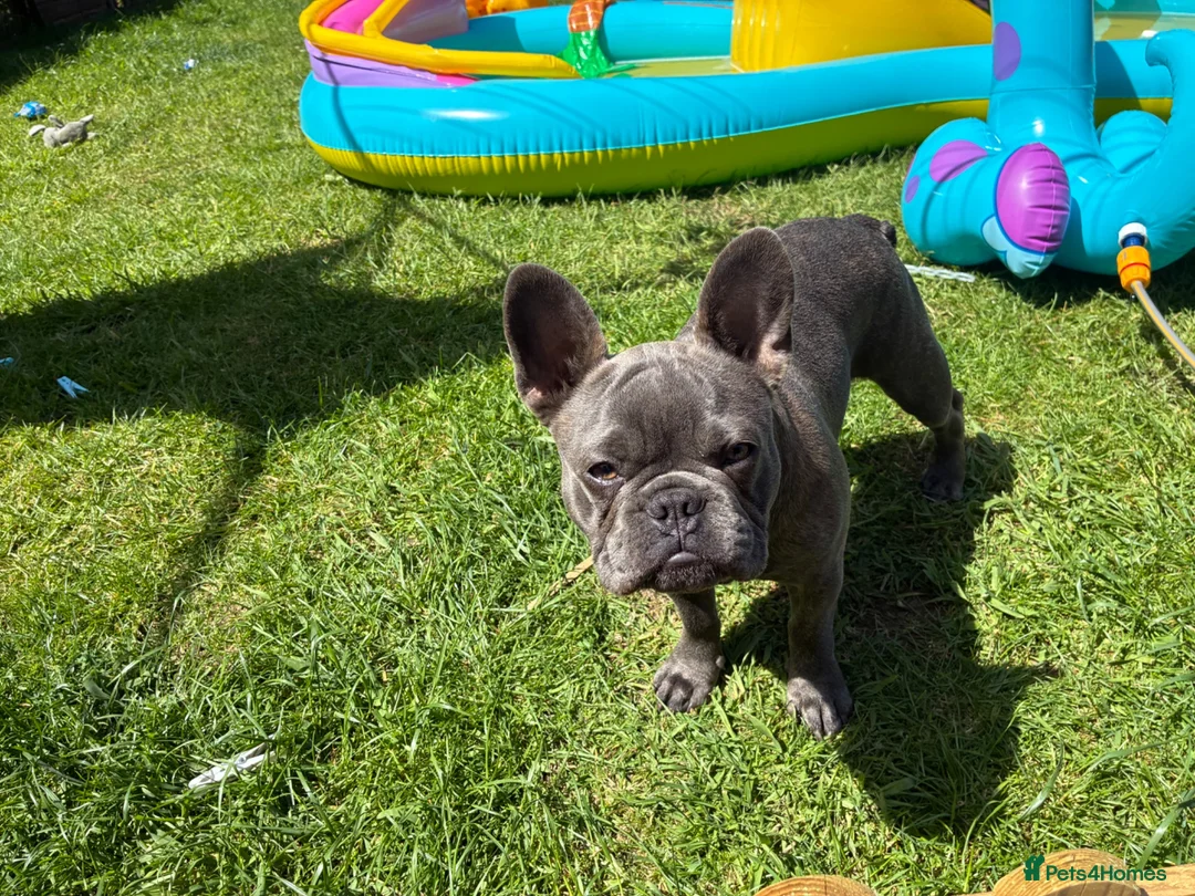 French Bulldog dogs for sale: 6 month old French bulldog male for sale - Advert 2