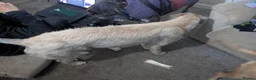 Lurcher dogs for sale: Truffles. Beautiful Working Stock Male Lurcher - Advert 3