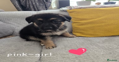 German Shepherd dogs - Advert 2