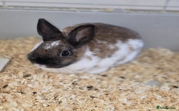Netherland Dwarf rabbits for sale: 3 Netherland Dwarf Bunnies - Image 3