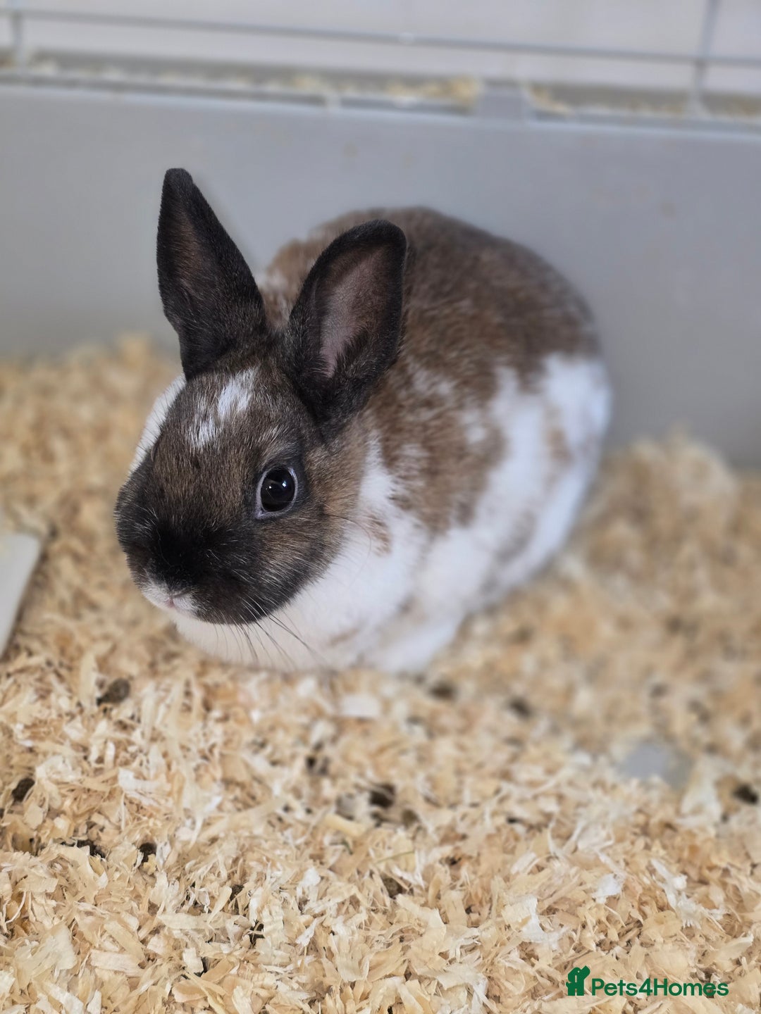 Netherland Dwarf rabbits for sale: 3 Netherland Dwarf Bunnies - Image 3