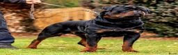Rottweiler dogs for sale: ⭐️ Best Breeding in the UK 🇬🇧 ⭐️ - Advert 3
