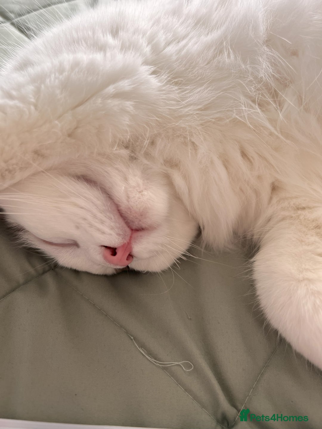 Ragdoll cats for sale: Loving Ragdoll Cats Looking for a New Home £500 in Bolton - Image 17