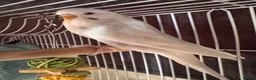 Budgerigars birds for sale: 2 Male Budgies with Cage & Accessories in Smethwick - Advert 2