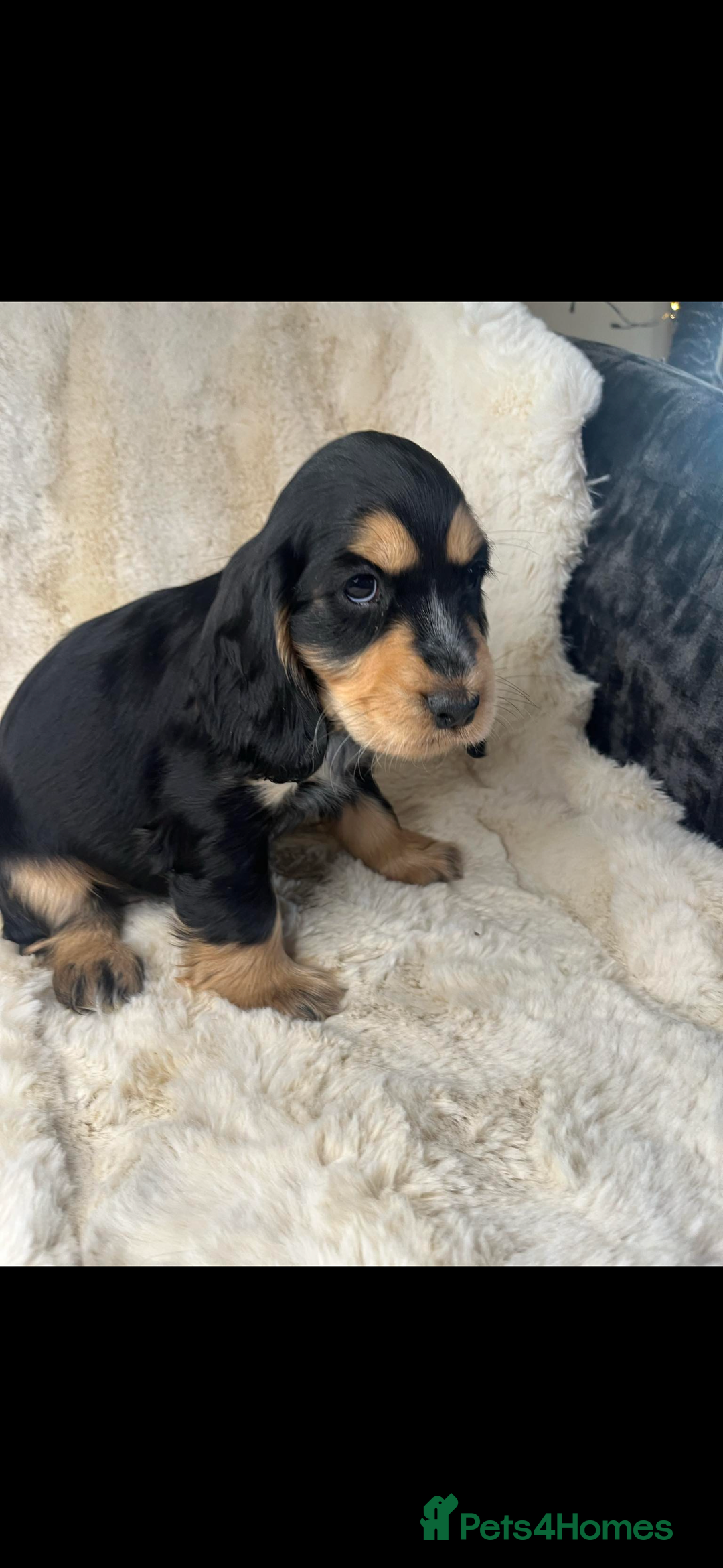 Cocker Spaniel dogs for sale: Health tested cocker spaniel puppies  - Advert 13