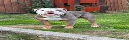Olde English Bulldogge dogs for stud: Odin  in Huddersfield - Advert 1