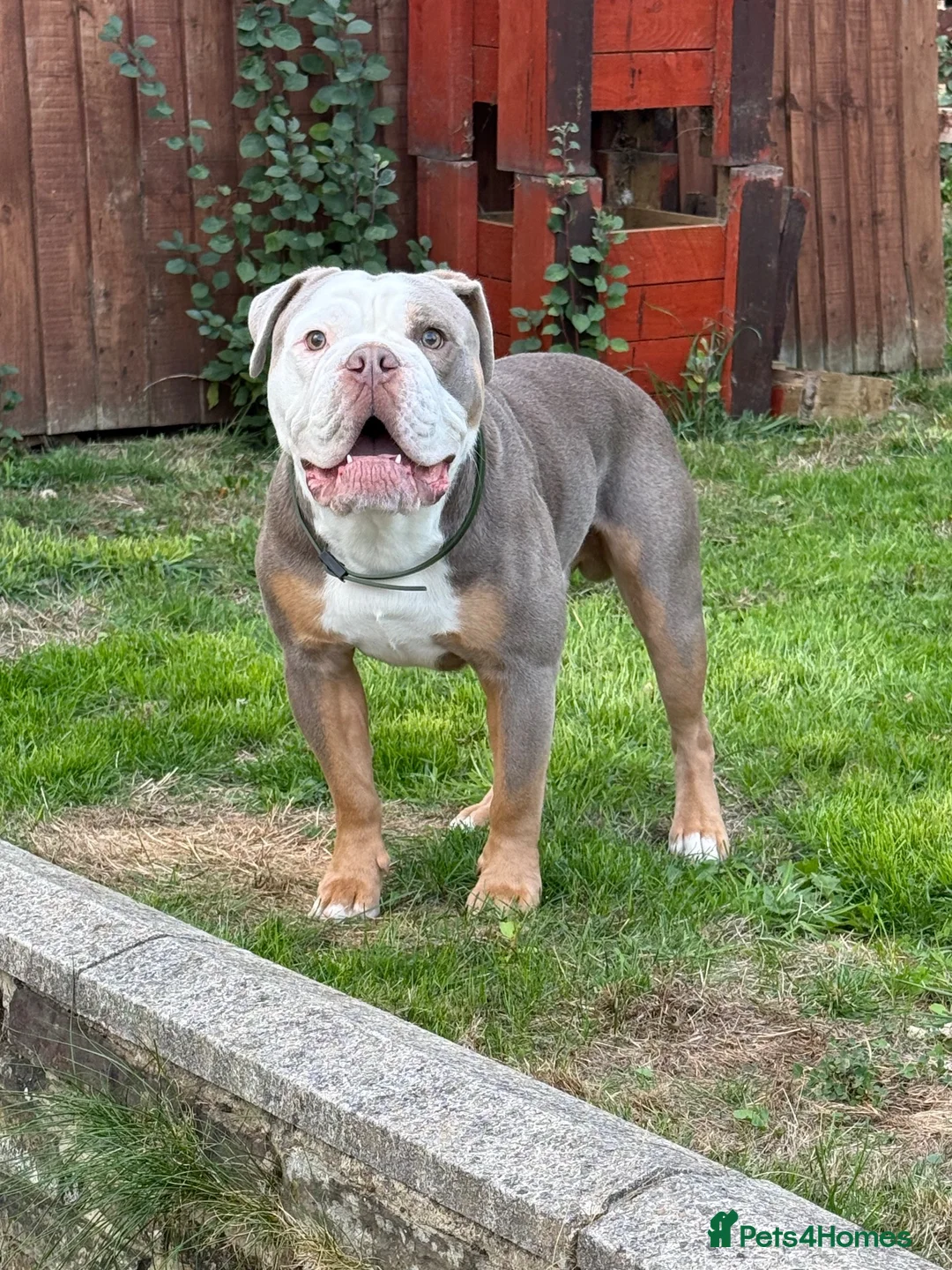 Olde English Bulldogge dogs for stud: Odin  in Huddersfield - Advert 1