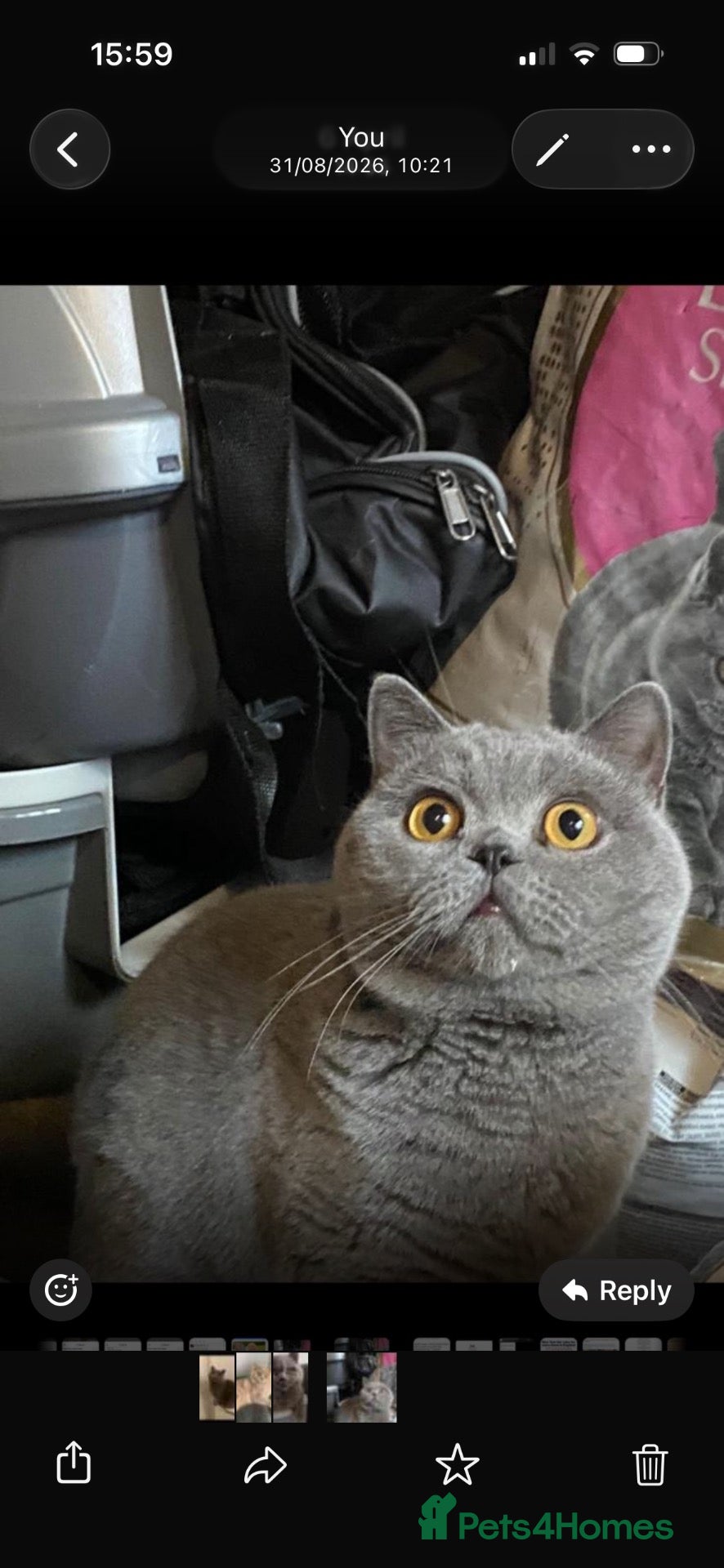 British Shorthair cats British cats for Rehome  - Advert 2