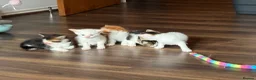 Mixed Breed cats for sale: Kittens for sale‼️ - Advert 2