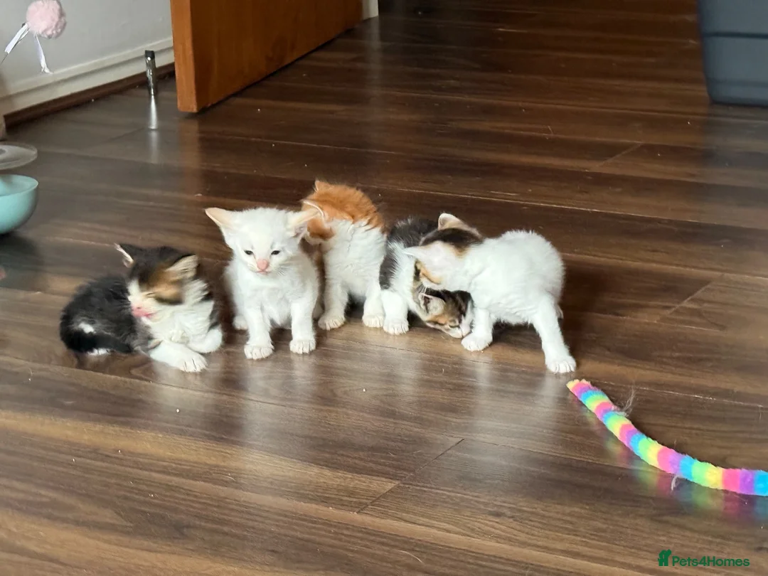 Mixed Breed cats for sale: Kittens for sale‼️ - Advert 2