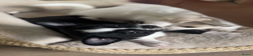 Black Jack