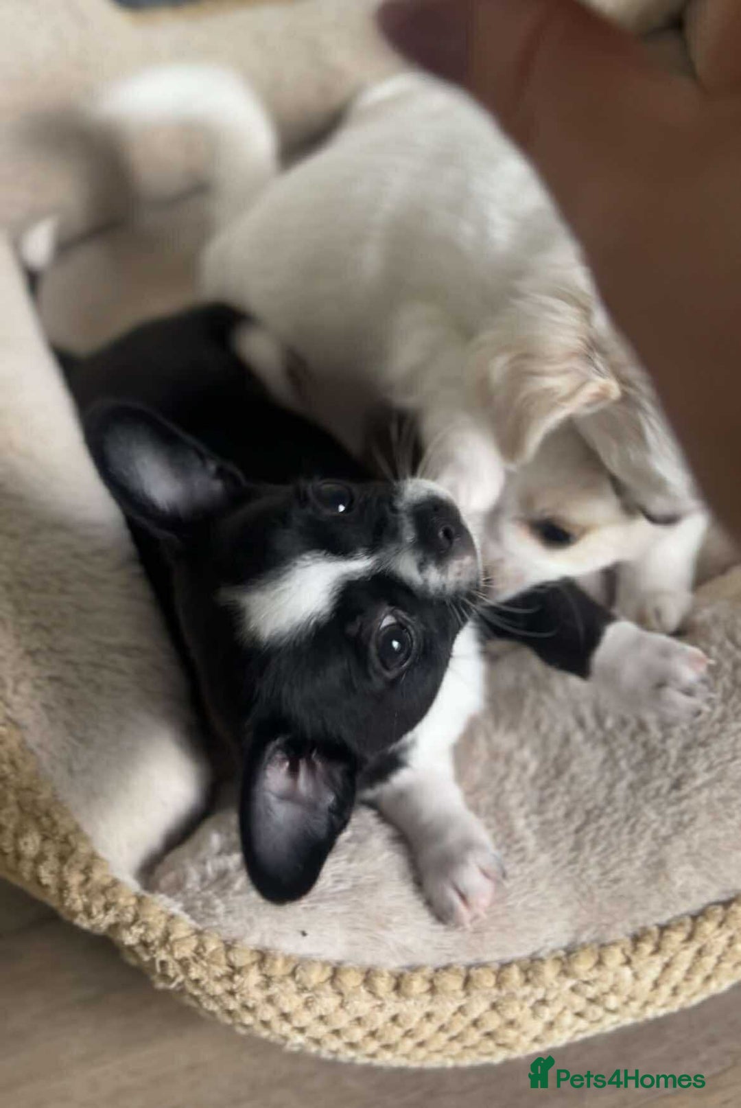 Chihuahua dogs for sale: Two Adorable Male Chihuahua Puppies  - Image 5