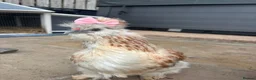 Chickens poultry for sale: 3 beautiful female silkies  - Advert 21