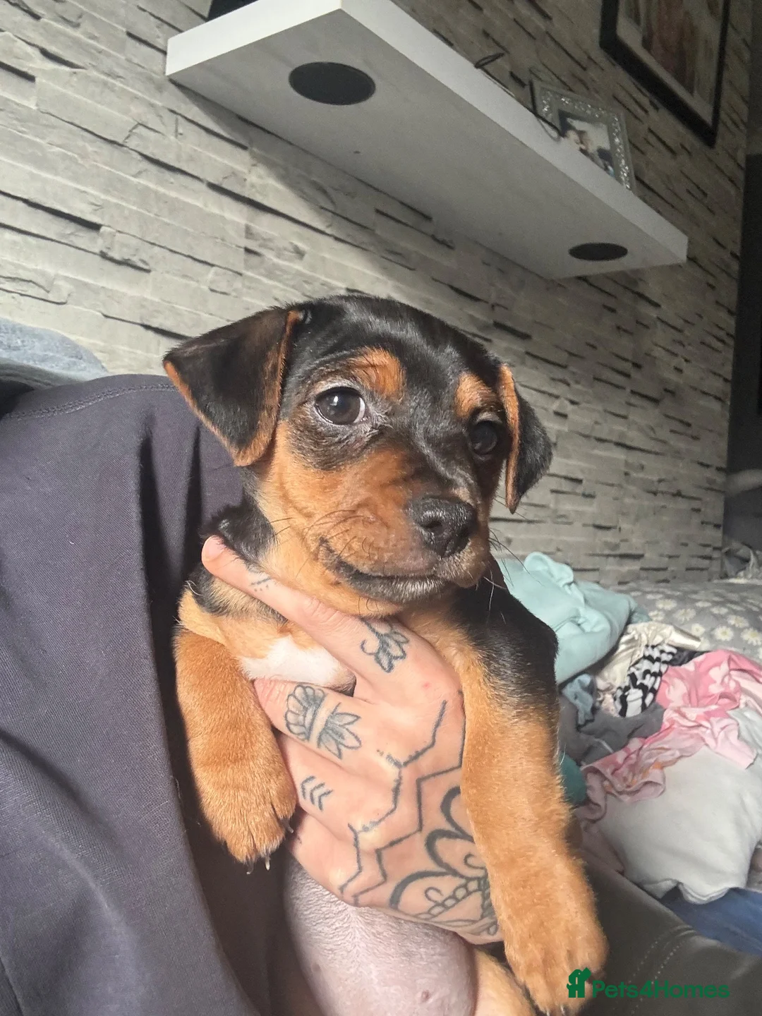Jack Russell dogs for sale: Female jack russell puppy  - Advert 1