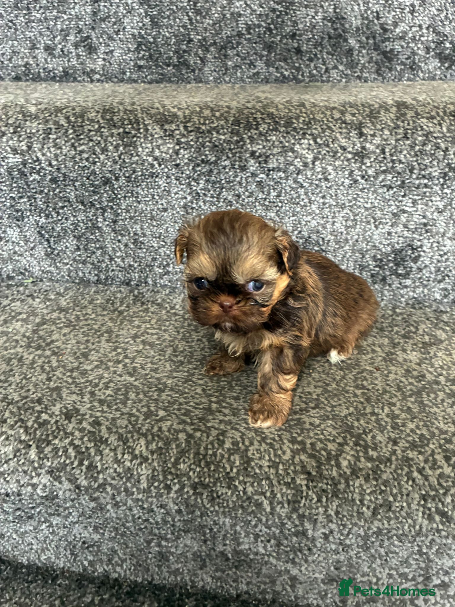 Shih Tzu dogs Beautiful chocolate dobie imperial shih tzus - Advert 1
