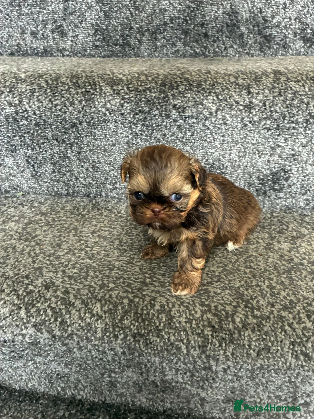 Shih Tzu dogs for sale: Beautiful chocolate dobie imperial shih tzus - Advert 1