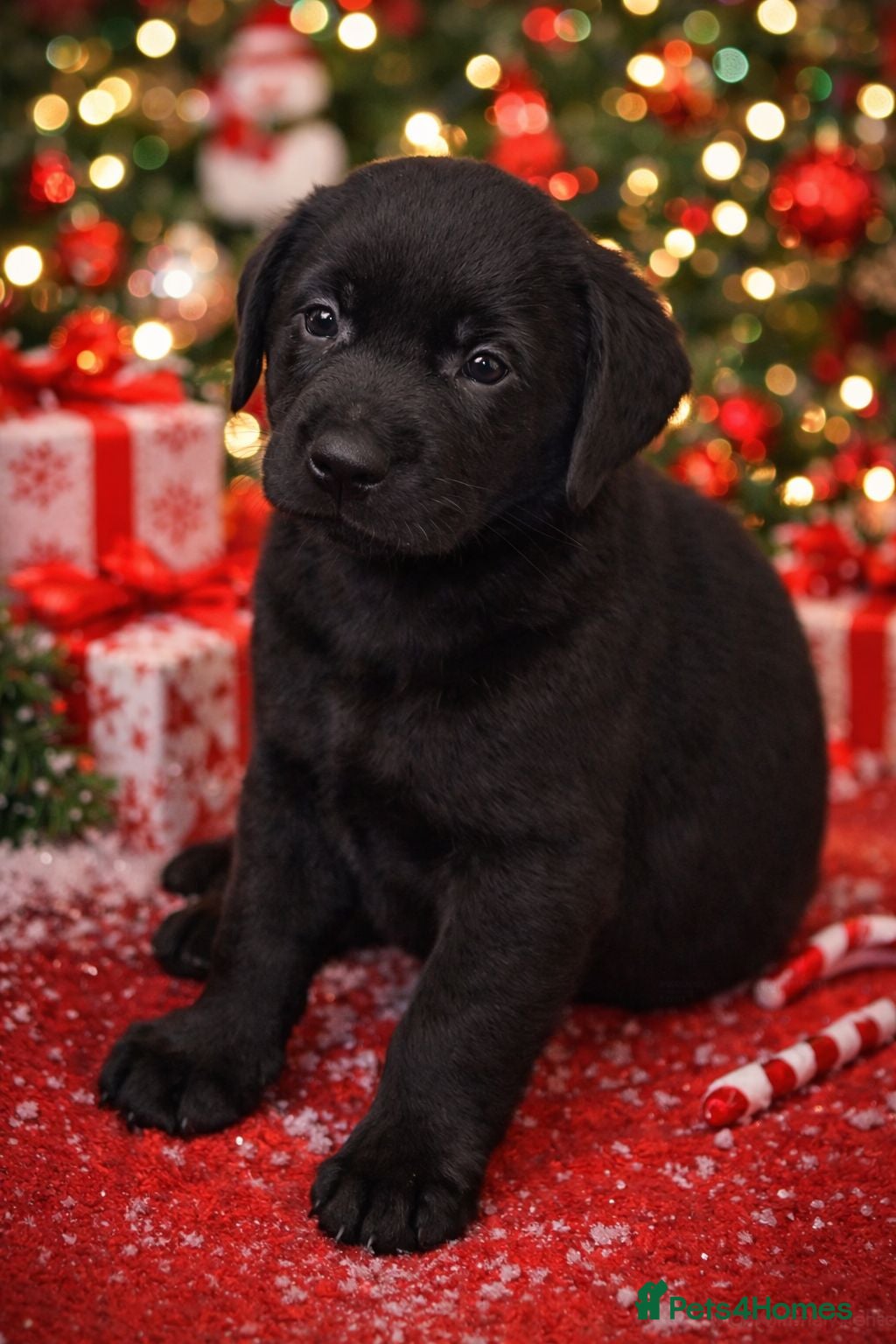 Labrador Retriever dogs KC Reg Health Tested Lab puppies READY NOW! - Advert 13