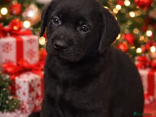 Labrador Retriever dogs KC Reg Health Tested Lab puppies READY NOW! - Advert 12