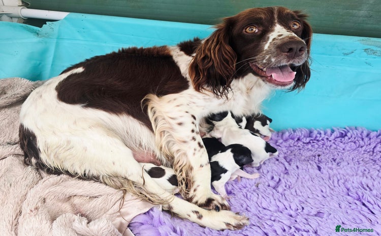 English Springer Spaniel dogs - Advert 7