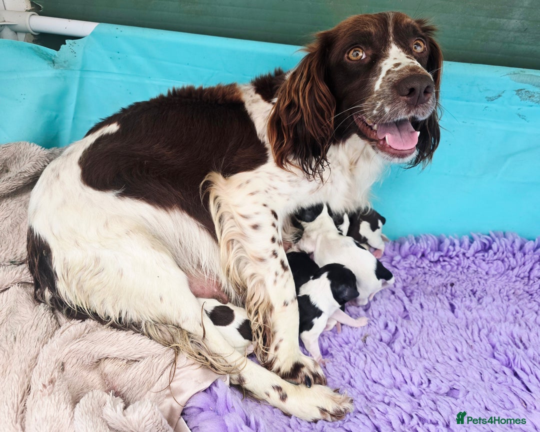 English Springer Spaniel dogs for sale: KC Health Tested Pups ready Nov 25 - Image 1