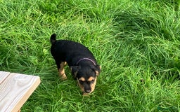 Lakeland Terrier dogs for sale: Lakeland Terrier pups for sale - Image 5