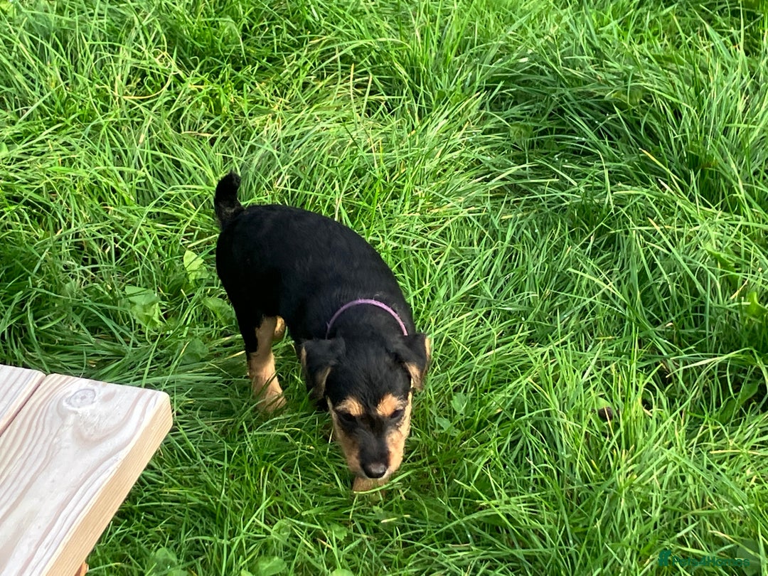 Lakeland Terrier dogs for sale: Lakeland Terrier pups for sale - Image 5