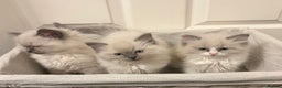 Ragdoll cats for sale: 3 GORGEOUS RAGDOLL BOY KITTENS READY NOW - Advert 14