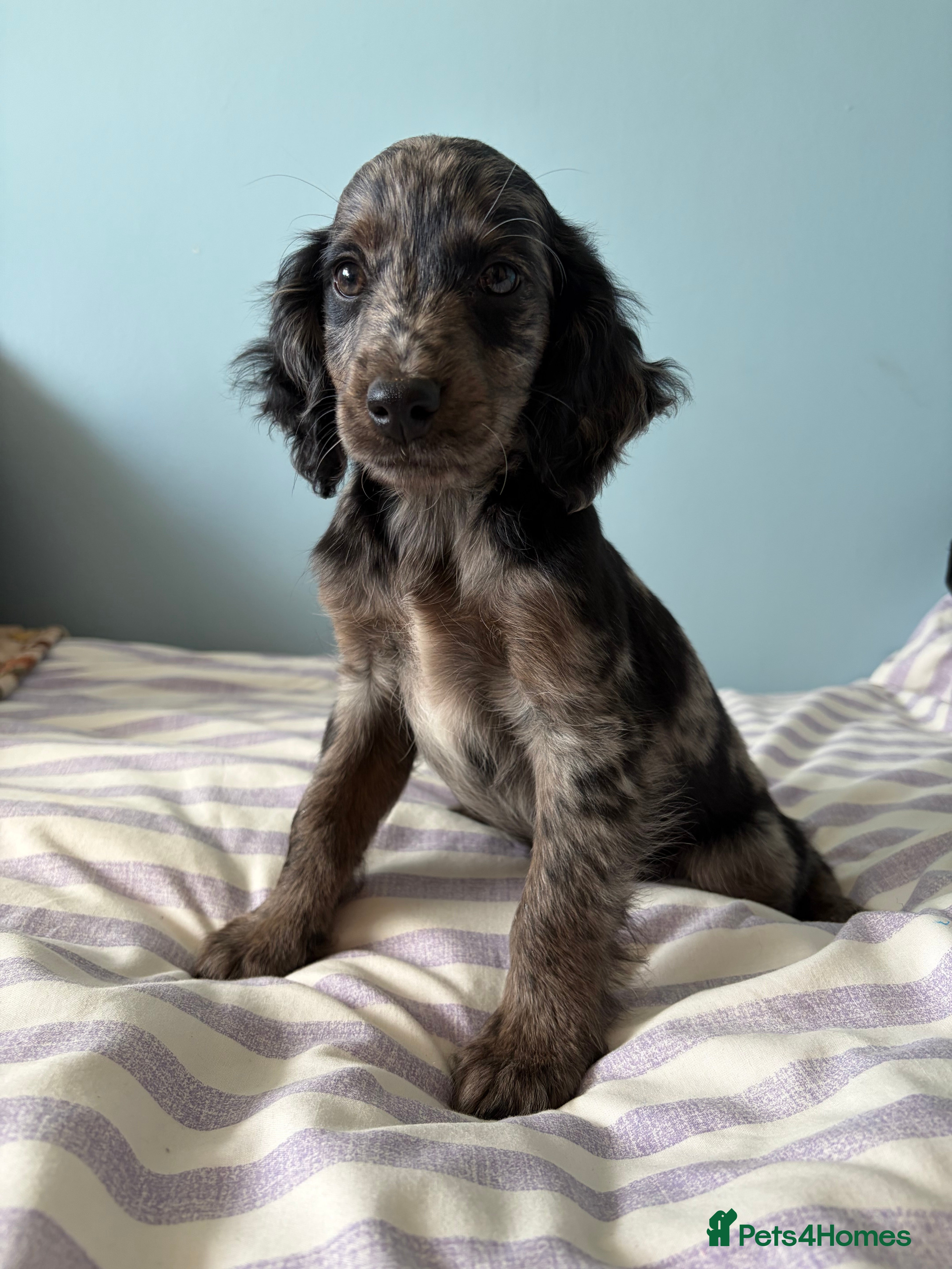 Cockapoo dogs Unique and exquisite pups  - Advert 2