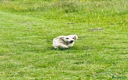 Miniature Dachshund dogs for sale: Kc Reg  Platinum Cream L/H Mini Dachshund  - Image 3