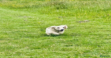 Miniature Dachshund dogs - Advert 14