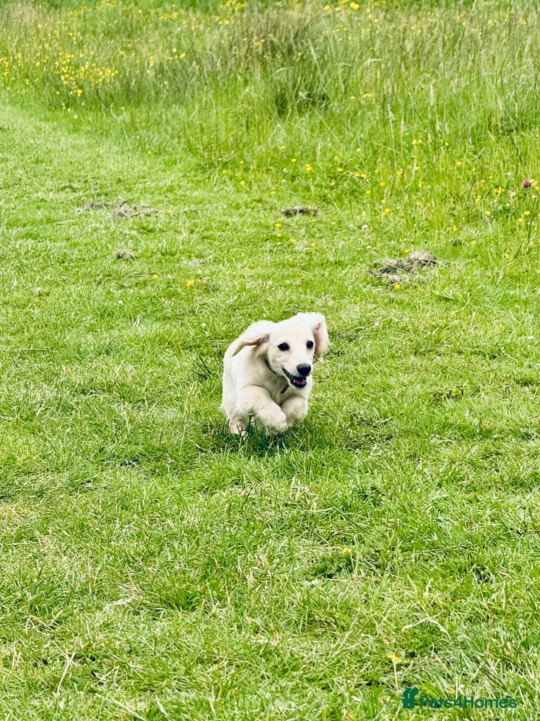 Miniature Dachshund dogs for sale: Kc Reg  Platinum Cream L/H Mini Dachshund  - Image 3
