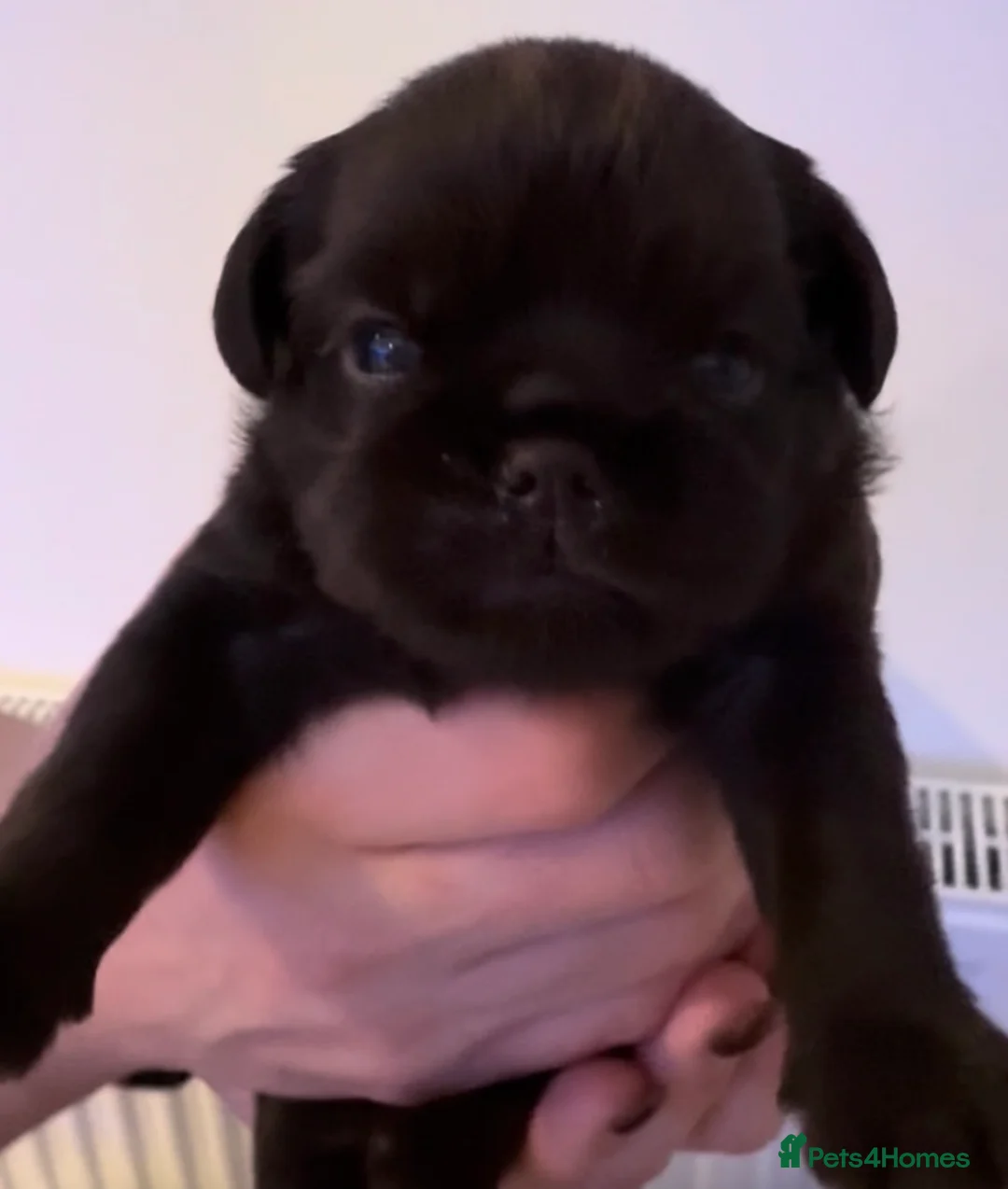 Griffon Bruxellois dogs for sale: Gorgeous Griffon Puppies  - Advert 14
