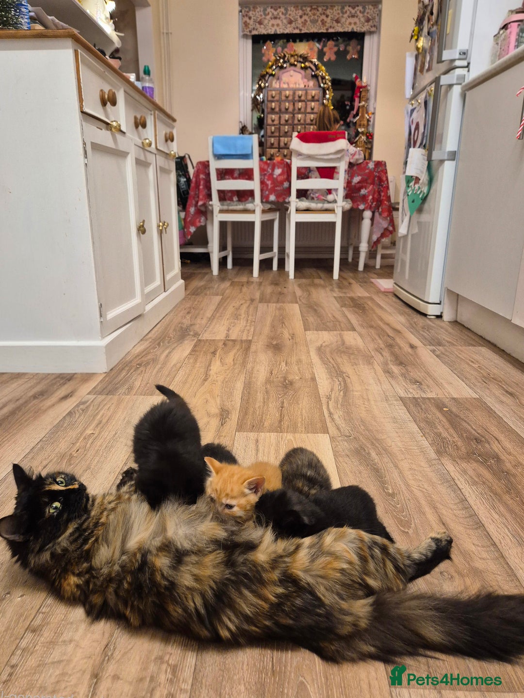 Mixed Breed cats for sale: 😺 VERY FRIENDLY KITTENS 😺 - Advert 4