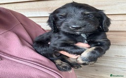 Sprocker dogs for sale: Sprocker spaniel puppy’s for sale  - Image 13