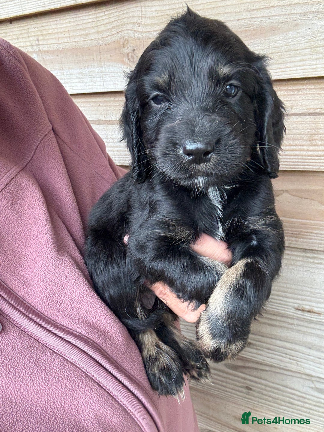 Sprocker dogs for sale: Sprocker spaniel puppy’s for sale  - Image 13
