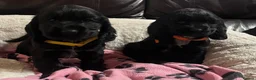 Cocker Spaniel dogs for sale: Stunning show type cocker spaniel puppies  - Advert 8
