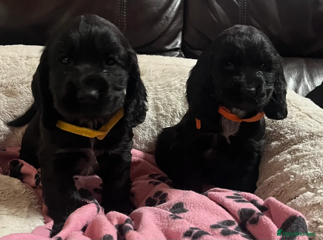 Cocker Spaniel dogs for sale: Stunning show type cocker spaniel puppies  - Advert 8