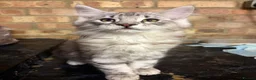 Maine Coon cats for sale: *ready soon*Pedigree GCCF MaineCoon girls  - Advert 6